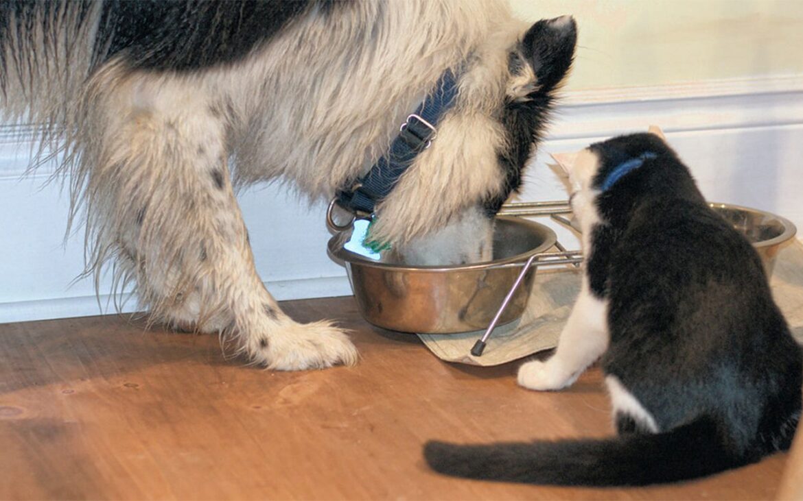 Ce se întâmplă, de fapt, dacă îi dai pisicii tale hrană pentru câini