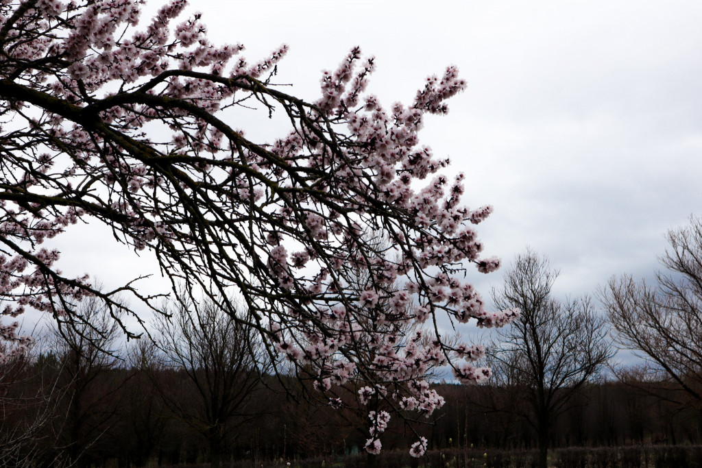 (foto) Nuanțe de roz și alb în plină primăvară. La Grădina Botanică din Chișinău au înflorit magnoliile