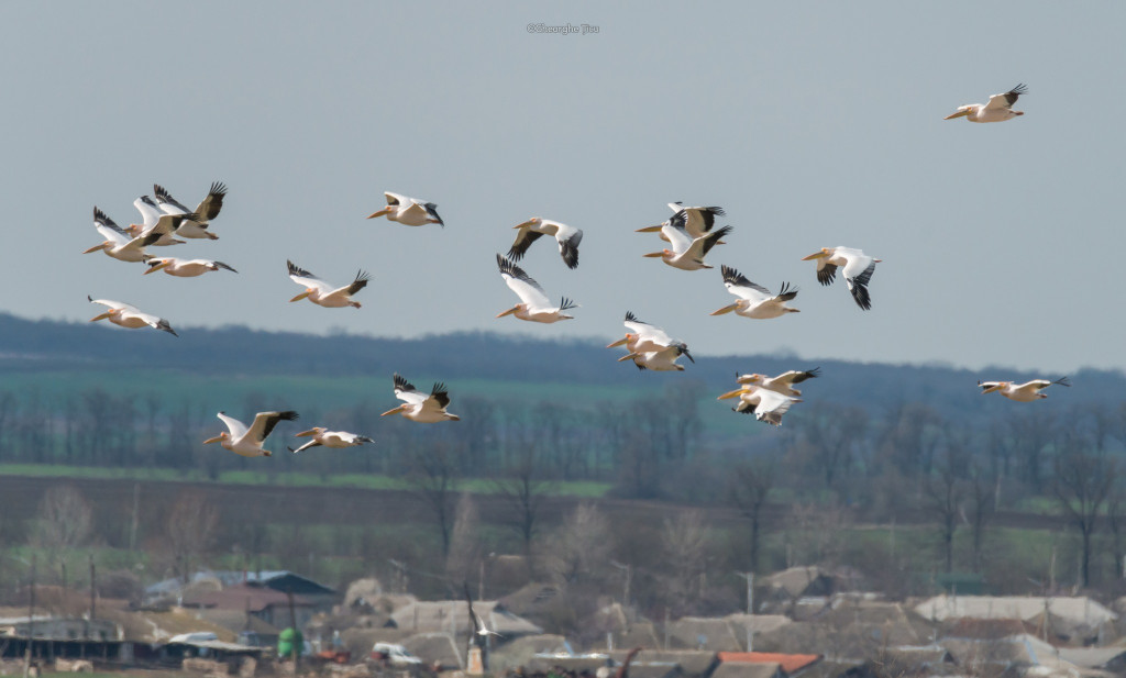 Mai mulți pelicani au fost fotografiați în luna martie în Moldova. În care regiune a țării au fost observați aceștia