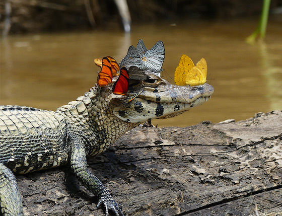 (foto) Un fotograf străin a reușit să capteze un moment unic dintre un caiman și un grup de fluturi