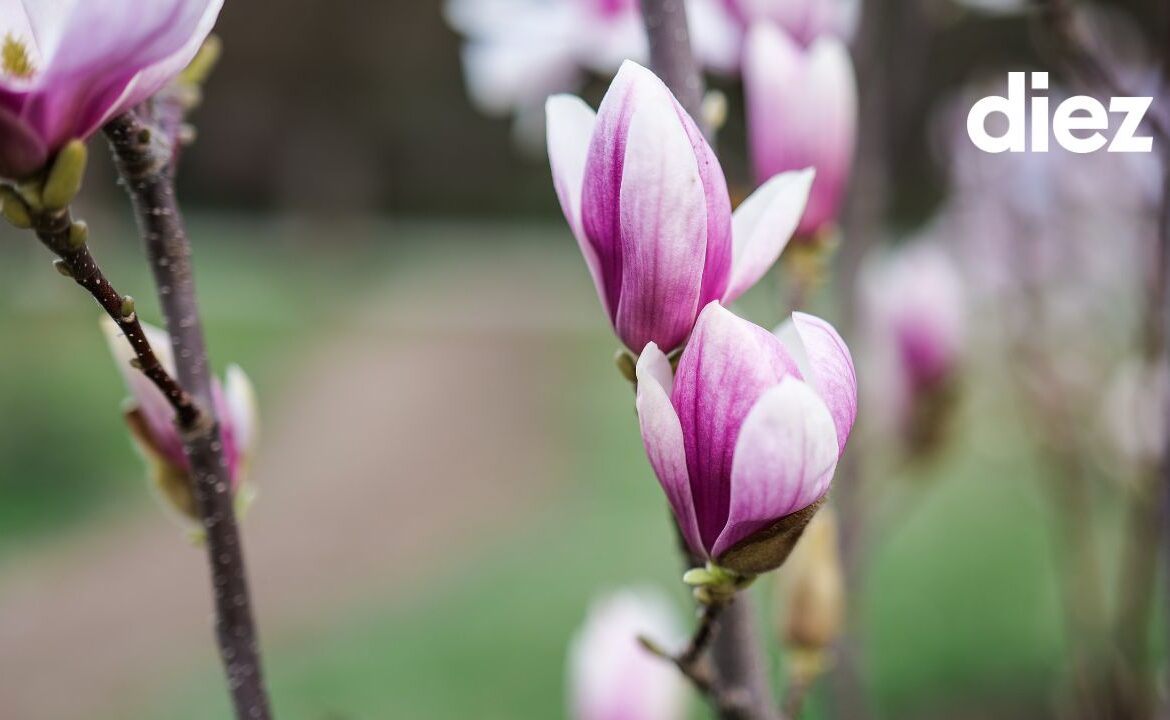(foto) O listă cu locații din Chișinău unde poți să te bucuri de magnolii
