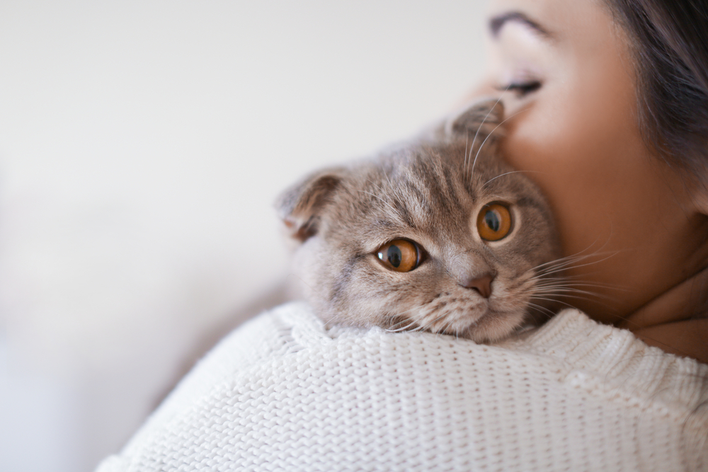 Proprietarii de pisici riscă să se îmbolnăvească de Schizofrenie. Cum îți poate afecta sănătatea blănosul patruped