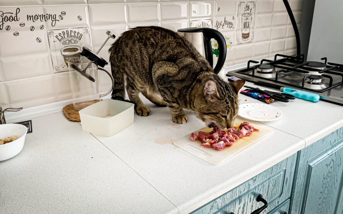 Îi dai pisicii carne crudă? Iată de ce este o greșeală IMENSĂ, conform specialiștilor
