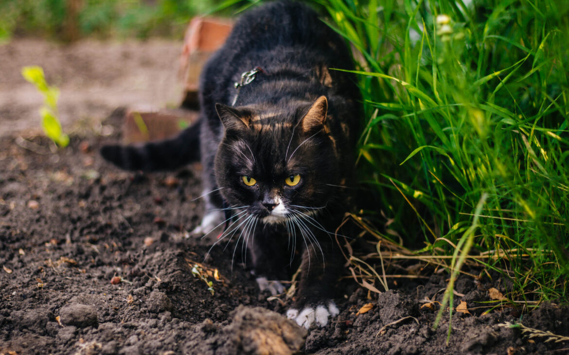 Cum ții pisicile departe de grădină? Metoda pe care ar trebui să o știe toți posesorii de feline