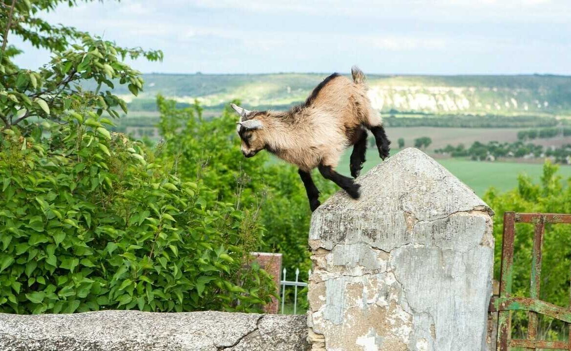 Ești fotograf? Participă la concursul „Frumusețea naturii (extra)ordinare” și câștigă premii bănești