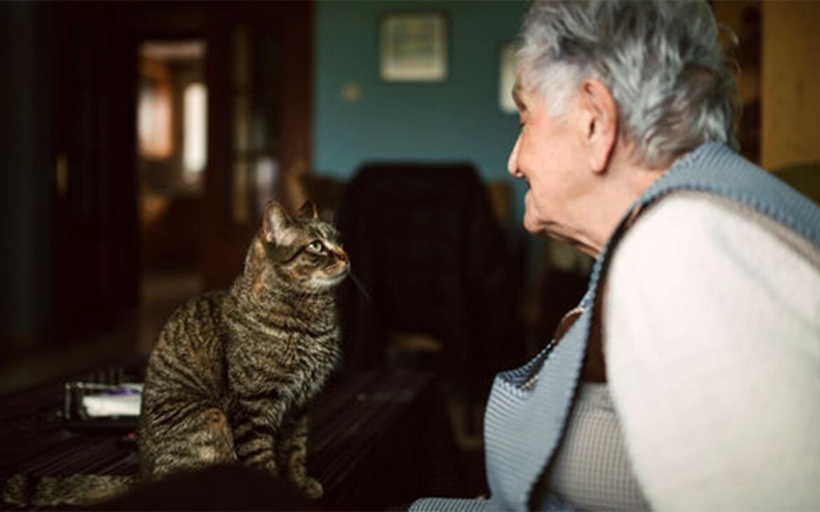 Am făcut calculul! Câți lei costă, lunar, să crești o pisică. Mulți pensionari nu își permit