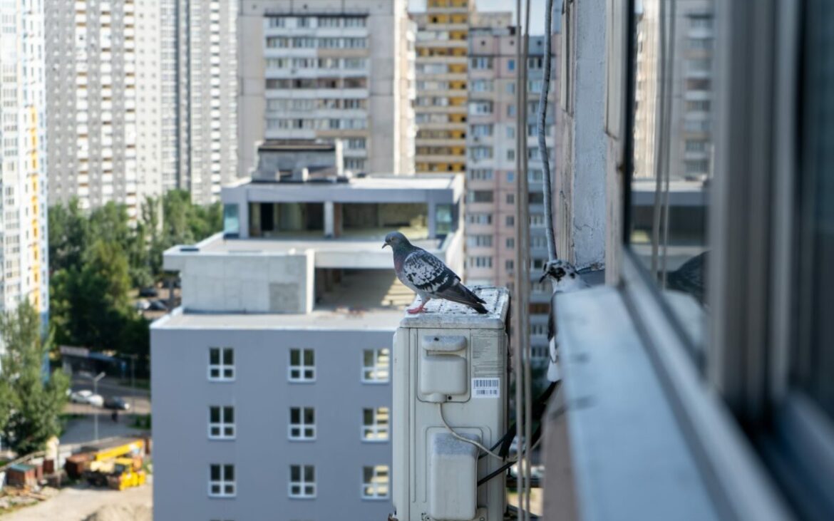 Cum faci să nu-ți mai vină porumbei pe balcon sau pe acoperiș. Trucuri care îi țin la distanță