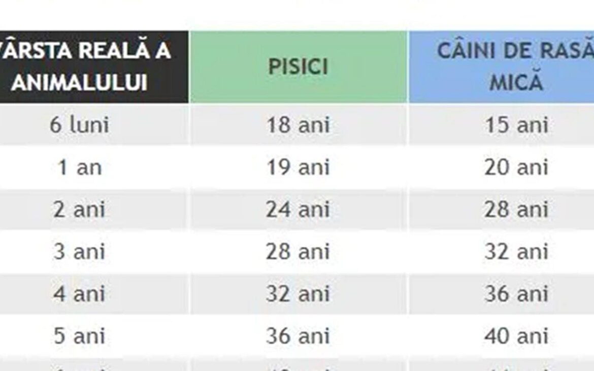 Tabel pentru câini și pisici | Ce vârstă are animalul tău de companie, în ani omenești, în funcție de rasă și de câți ani are acum