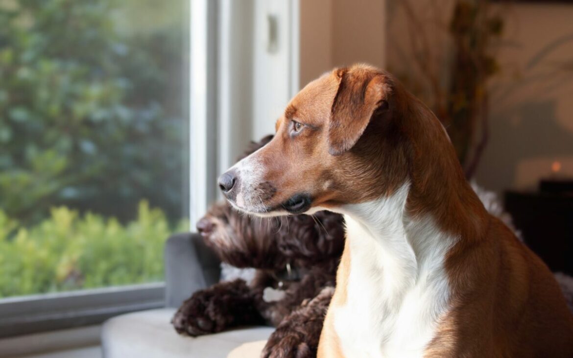 Semne că ai un câine care suferă de anxietate de separare. La ce să fii atent când te întorci acasă