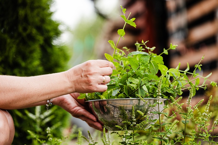 Plantele care pot fi toxice sau chiar fatale pentru câini. La ce să fiți atenți