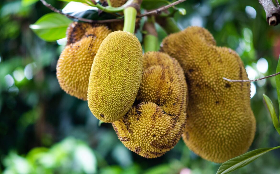 Jackfruit și beneficiile sale pentru sănătatea femeilor! Conține și antioxidanți care combat îmbătrânirea prematură a pielii