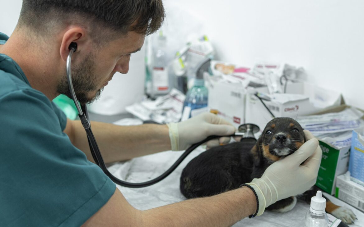Grijă pentru blănoși: 105 animale sterilizate, vaccinate și microcipate gratuit 