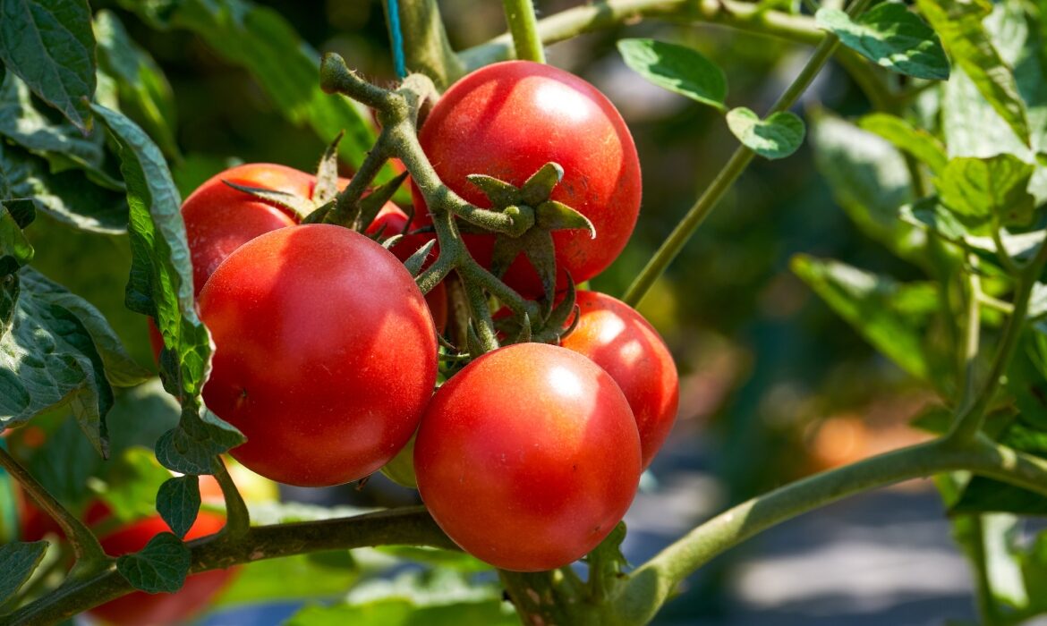 Cu ce să stropești roșiile pentru a fi mai dulci. Un ingredient din bucătărie le îmbunătățește gustul