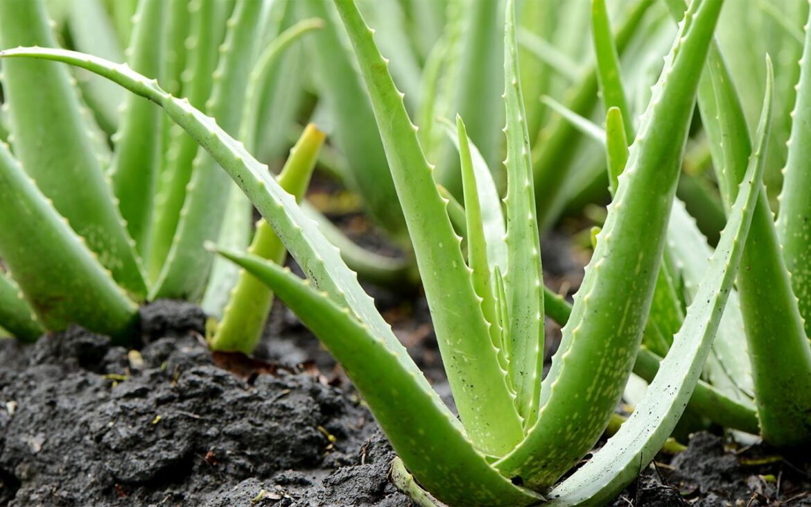 Cum să plantezi Aloe Vera acasă. Unde trebuie poziționată, de fapt
