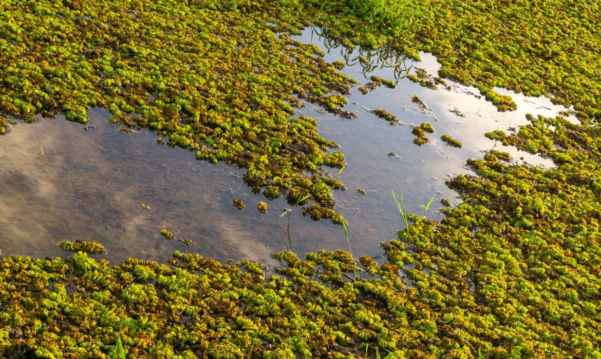 „Caviarul verde”, leguma care i-a înnebunit pe europeni! Crește în apă și se folosește pentru a trata guta sau artrita reumatoidă