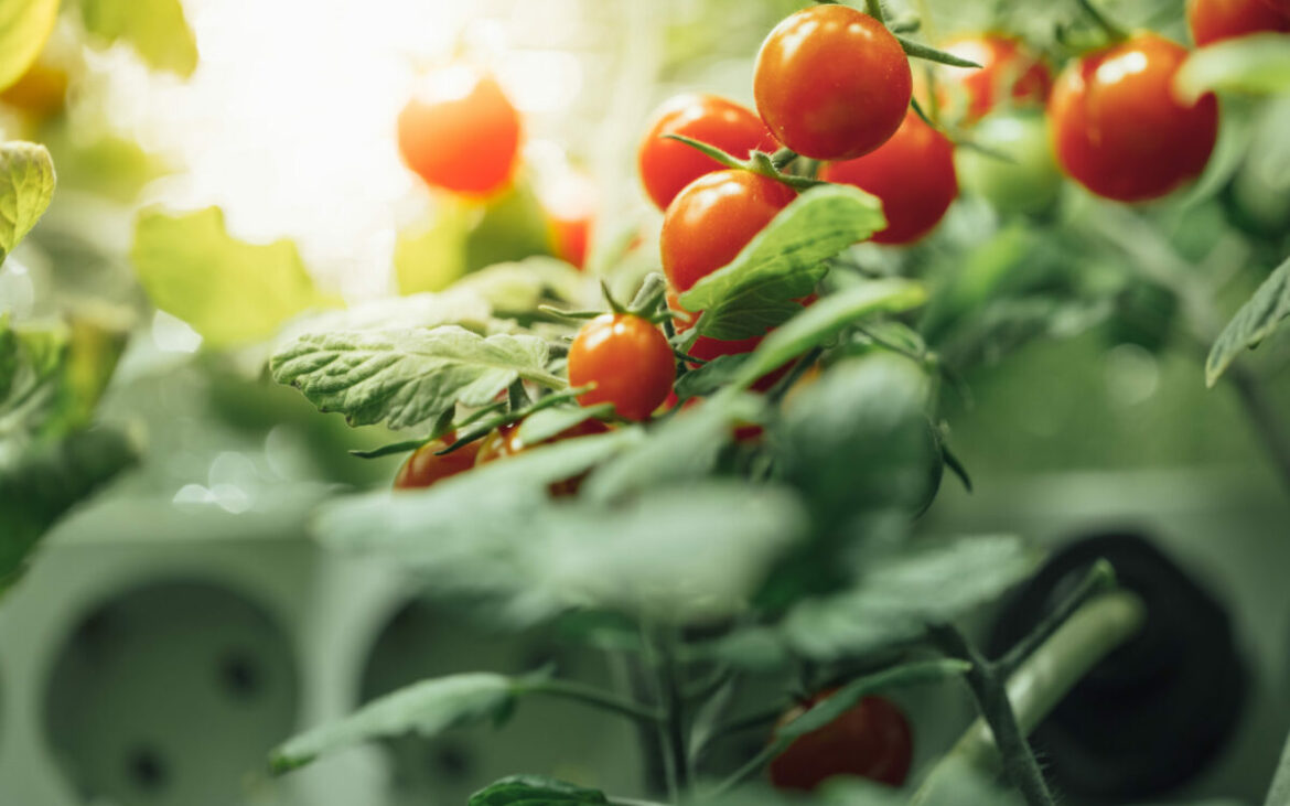 Cum salvezi rapid recolta de roșii cu doar două ingrediente din bucătărie
