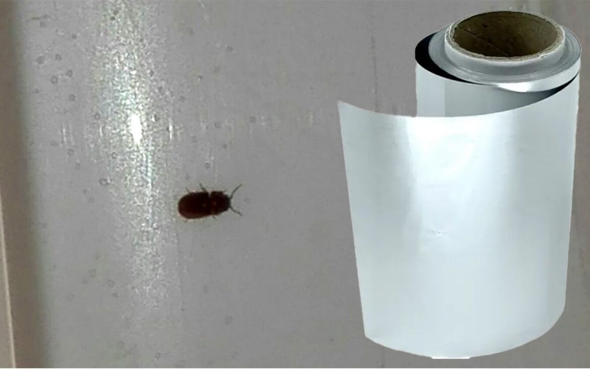 Cum să scapi de gândaci și de țânțarii din casă, cu o simplă folie de aluminiu