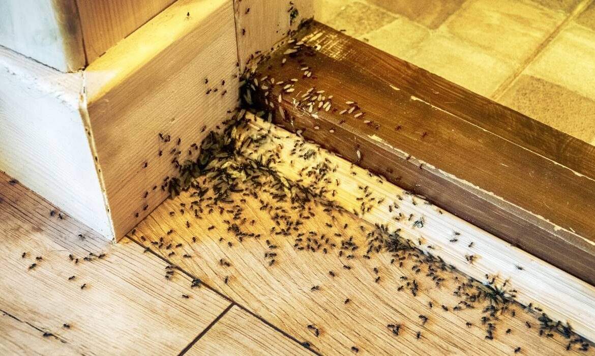 Ce pliculețe de ceai să folosești pentru a scăpa de furnici. Costă 4 lei și protejezi casa toată vara!