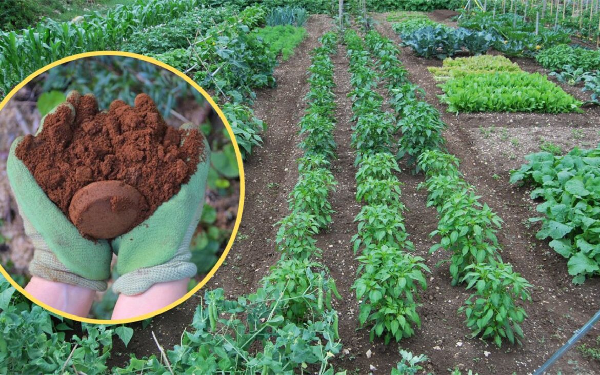 Ce să pui în pământul din grădină, pentru a avea cele mai frumoase flori și cele mai gustoase roșii. Majoritatea gospodinelor îl aruncă la gunoi