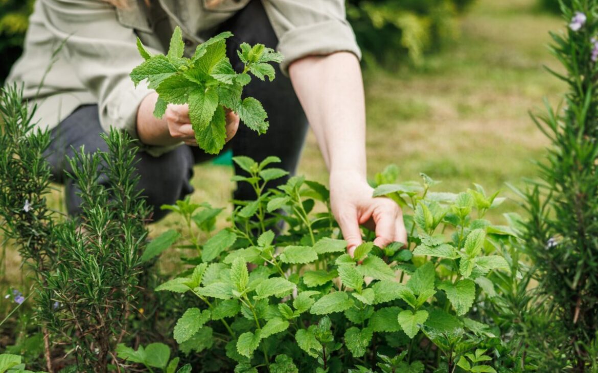 Plante și flori care țin insectele la distanță: Adio furnici, țânțari și păianjeni!