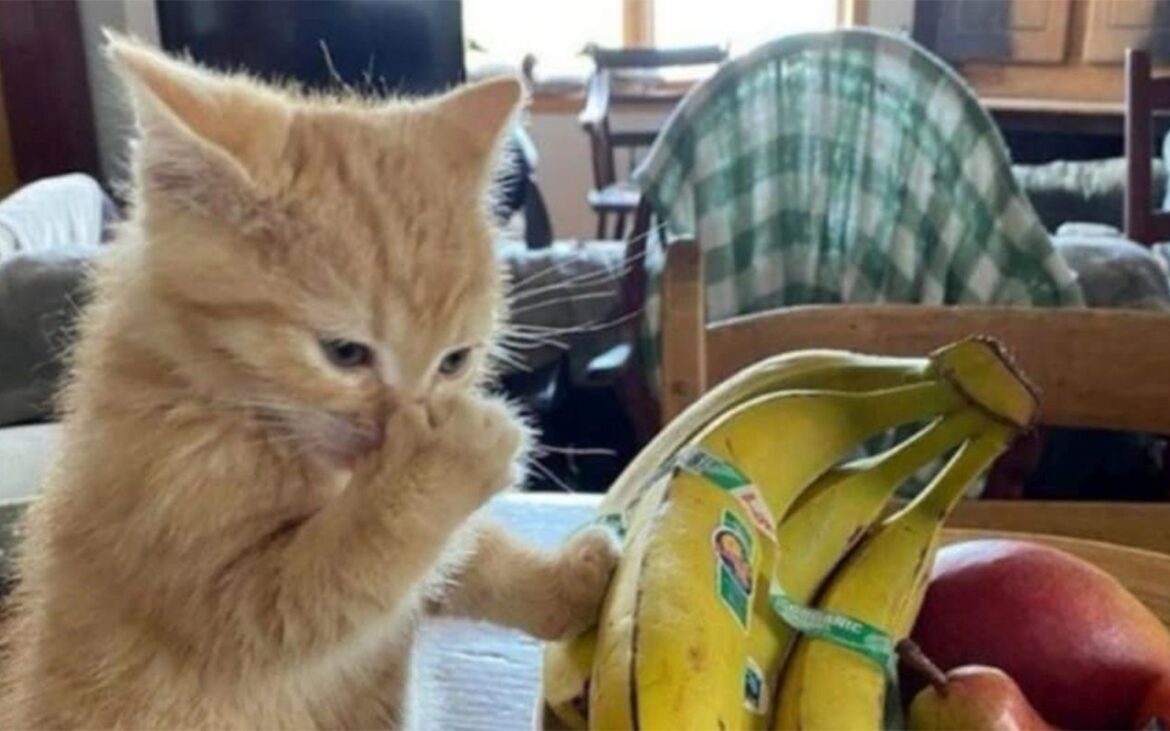 Cele 8 mirosuri pe care orice pisică le detestă: mirosul cafelei, bananelor, oțetului și…