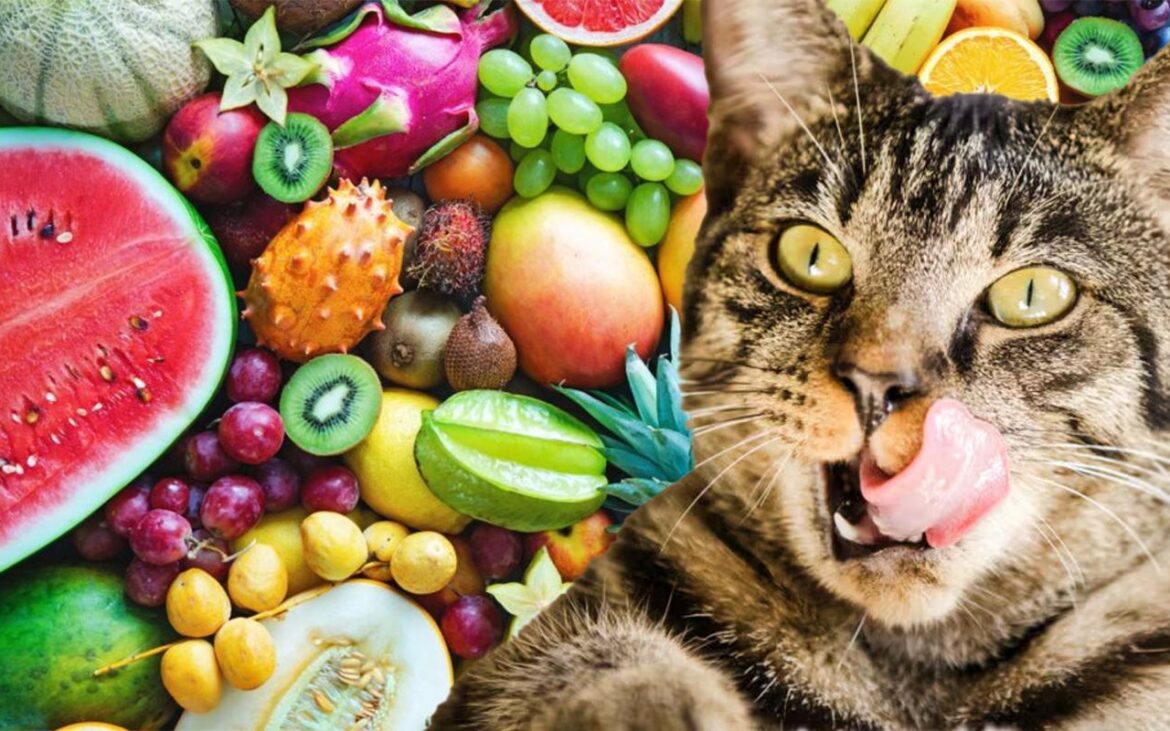 Fructul adorat de oameni, care însă îți poate omorî pisica. Nu încerca să o hrănești cu așa ceva!