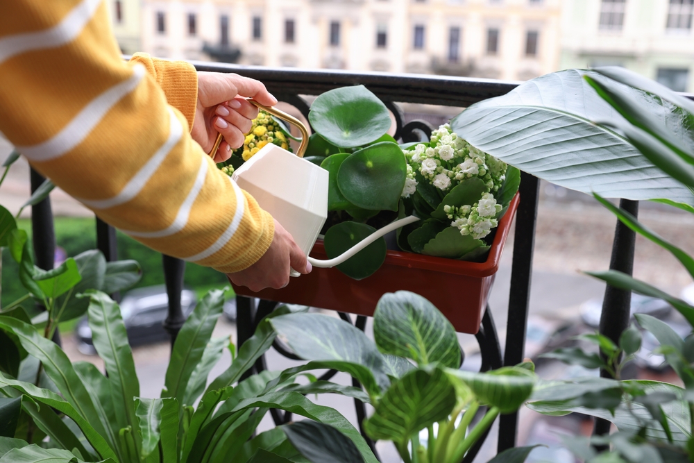Regula pentru cei care au plante în apartament. Ce trebuie să le facă neapărat în sezonul cald