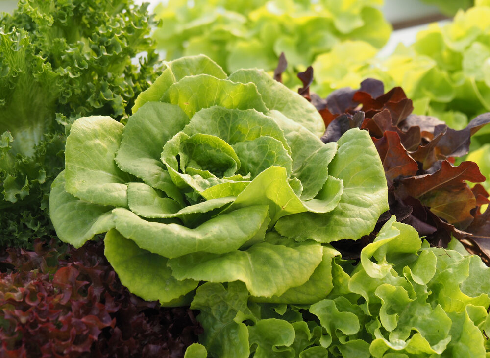 Trucul bunicilor pentru o salată verde sănătoasă: ce să pui la rădăcină ca să nu se îngălbenească frunzele