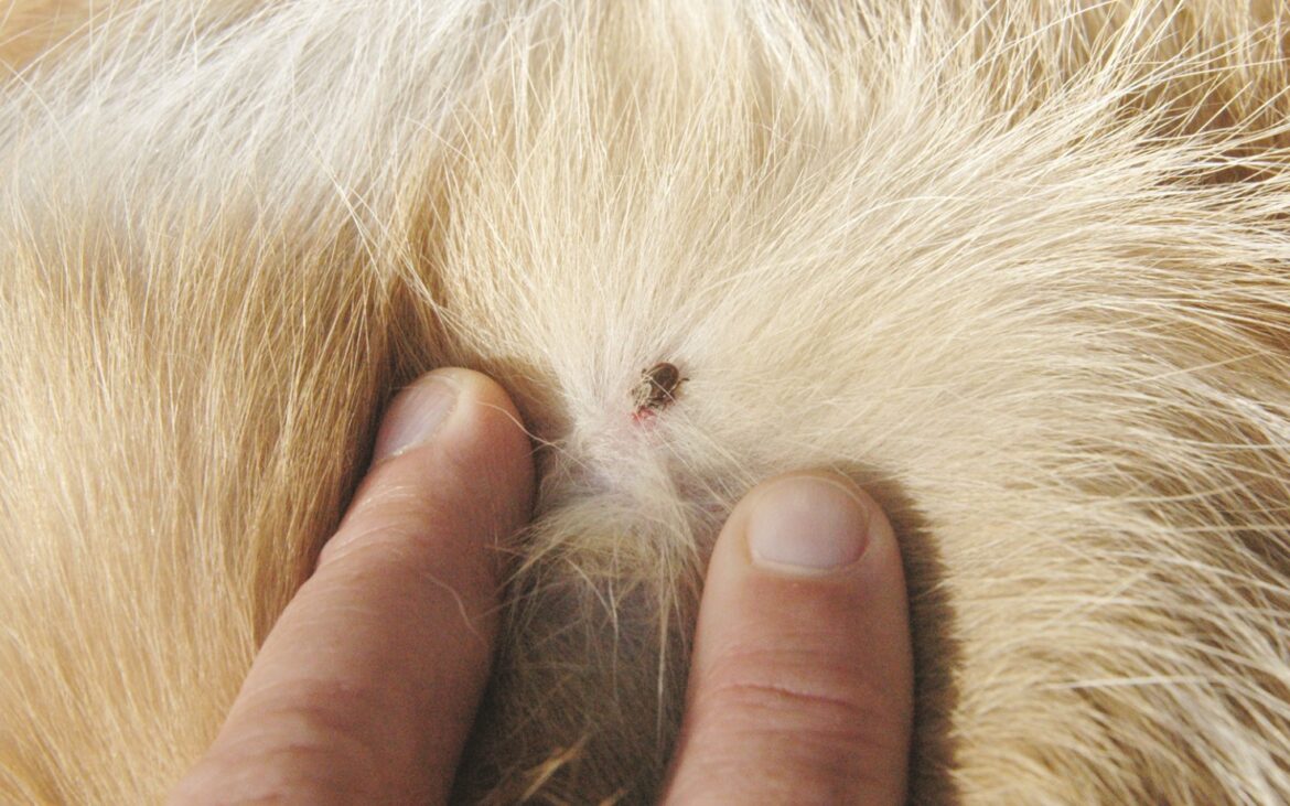 Cum elimini corect o căpușă de pe pielea animalului tău de companie. Sugestiile experților privind depistarea parazitului