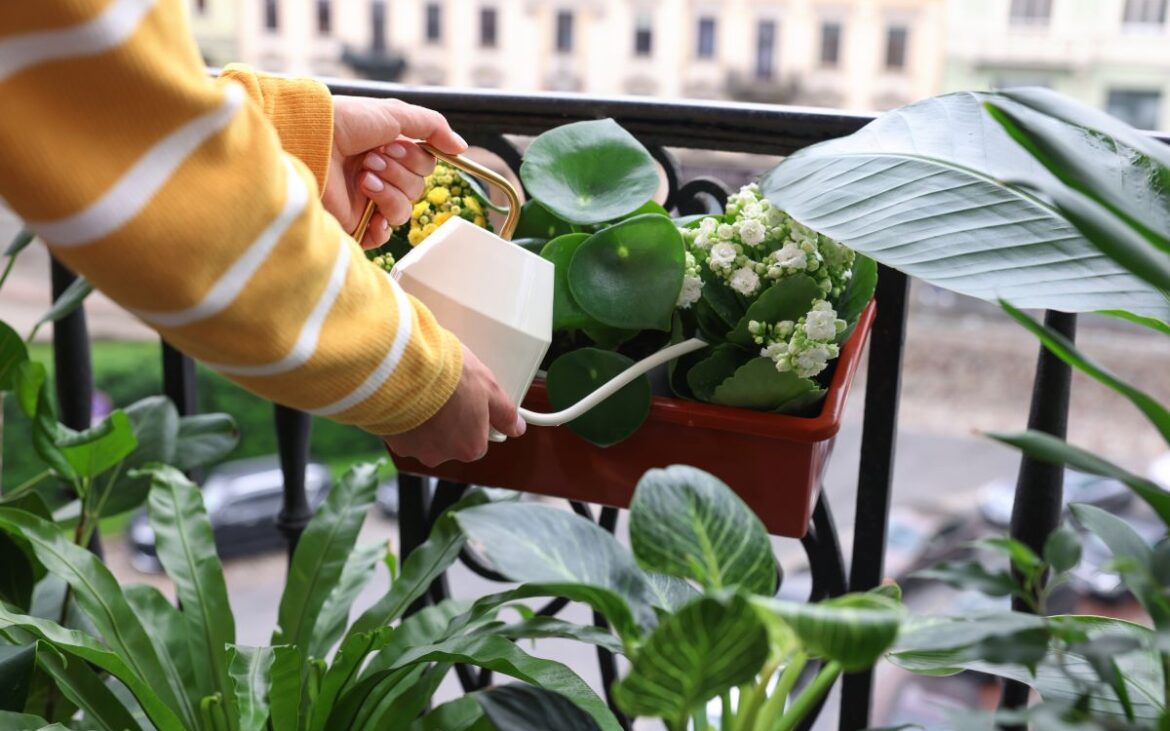 Planta care atrage abundența în viața ta, conform experților Feng Shui. Trebuie să o ai neapărat în casă, în luna iulie