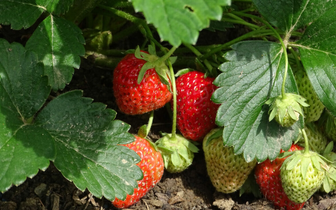 Trucul SIMPLU care ține melcii departe de căpșuni. Ai nevoie de un singur ingredient