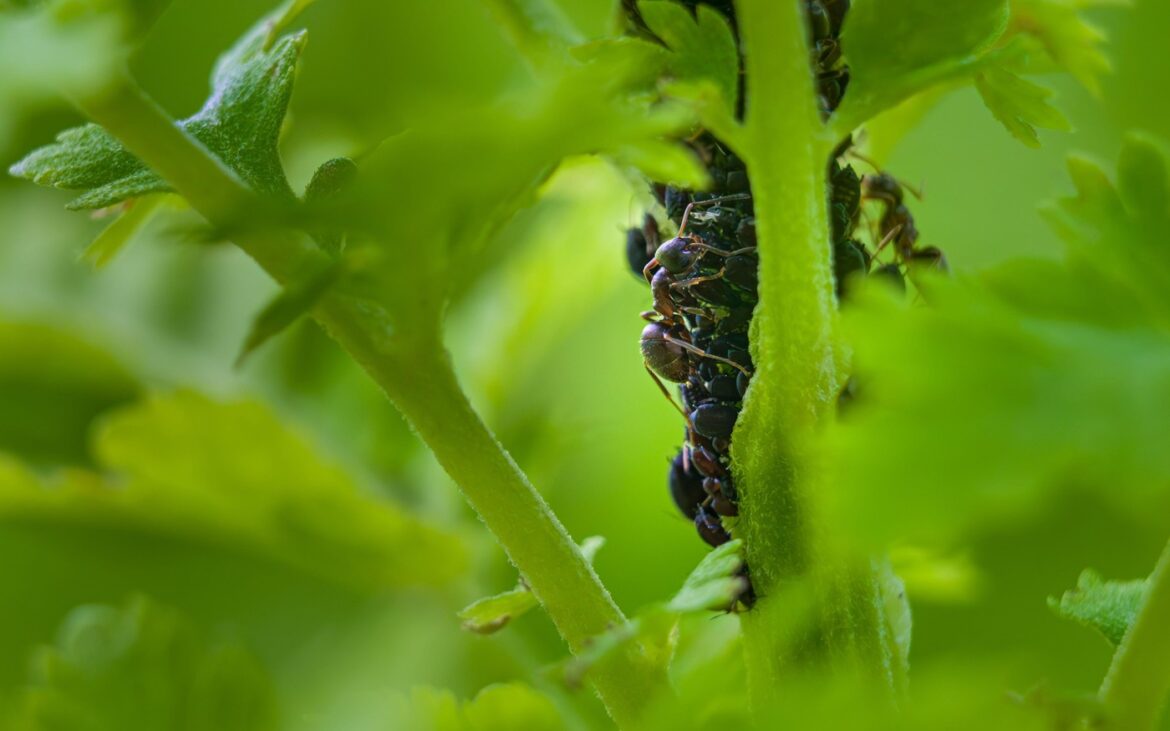 Scapă de furnicile în grădină cu un ingredient din bucătărie! Soluția naturală e foarte eficientă