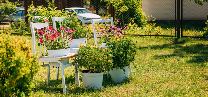 Flori rezistente la căldură și secetă. Pot fi plantate cu ușurință în orice grădină