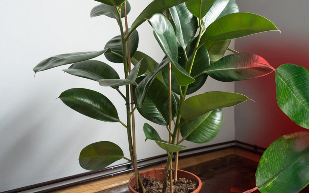 Cum să ai grijă de un ficus în apartament. De câte ori trebuie udat și unde trebuie poziționat