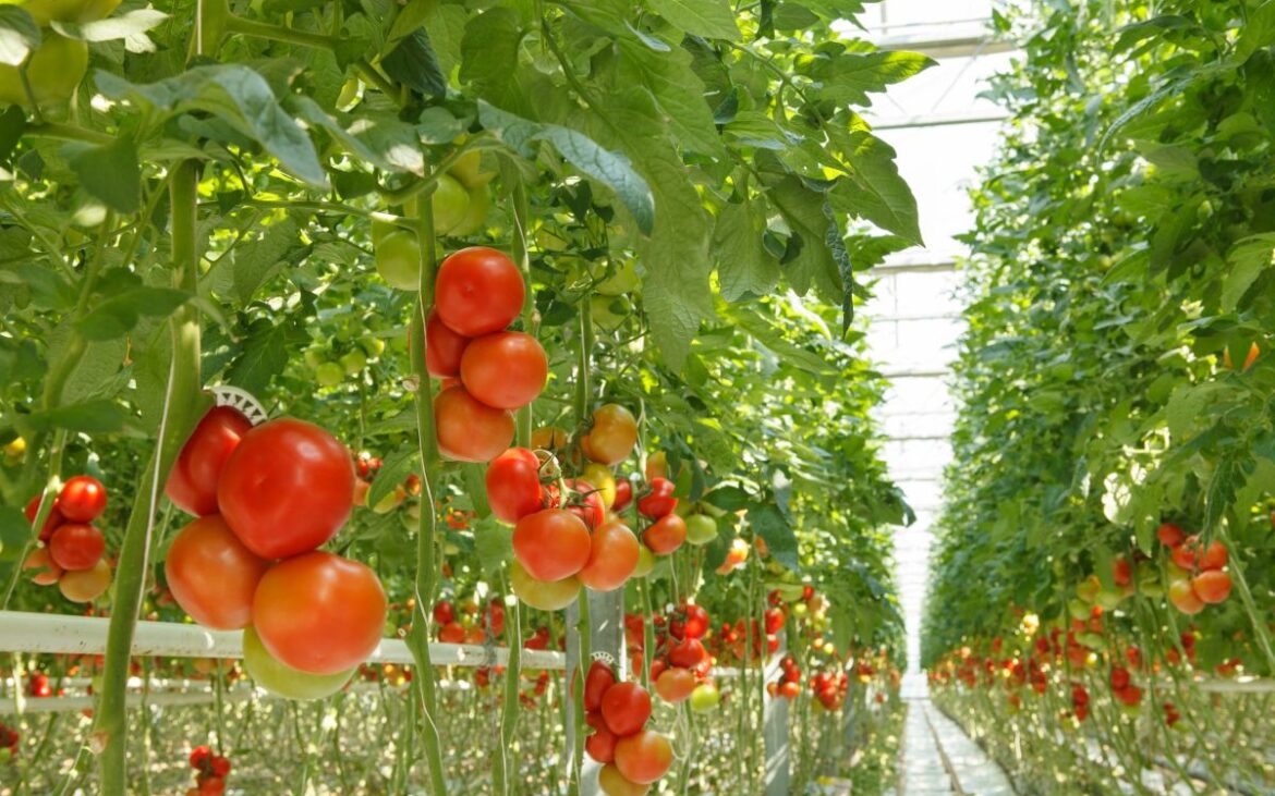 De ce se îngălbenesc, de fapt, frunzele la roșii? Sfaturi de la grădinari pentru a salva plantele la timp