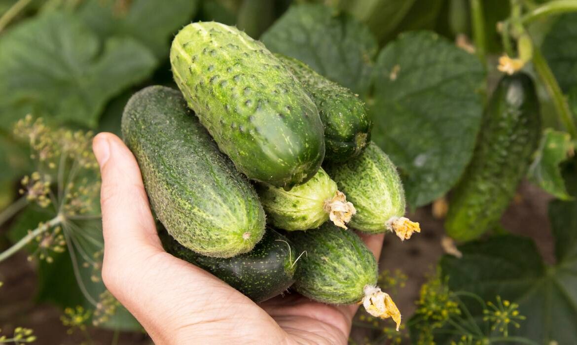 De ce au castraveții un gust amar? Soluții care te ajută când îi cultivi să nu mai iasă amari