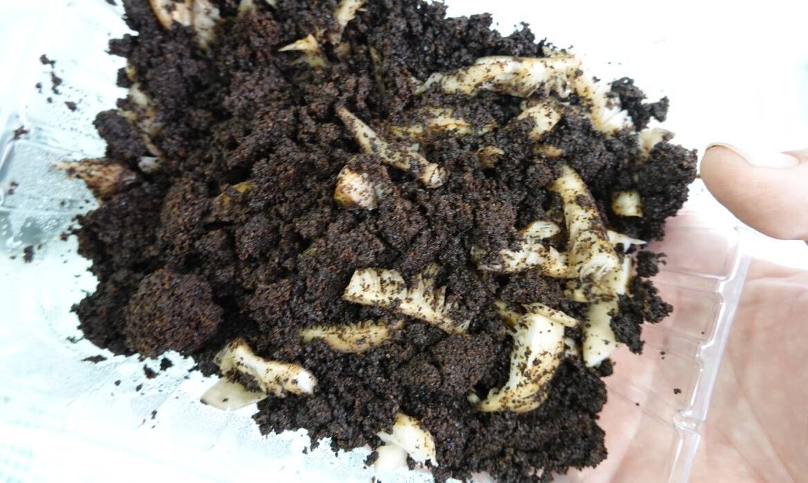Alimentul pe care îl poți cultiva în baie. N-are nevoie de lumină și îl poți vedea cum crește în timp ce te speli pe cap