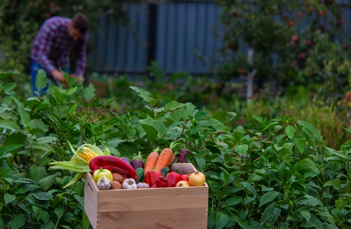 Ce legume să plantezi acum pentru o recoltă bogată în toamnă. Mulți grădinari fac această greșeală!