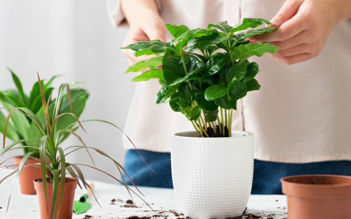 Ingredientul folosit la prăjituri care poate ajuta plantele să crească mai frumos. Se utilizează o singură dată pe lună