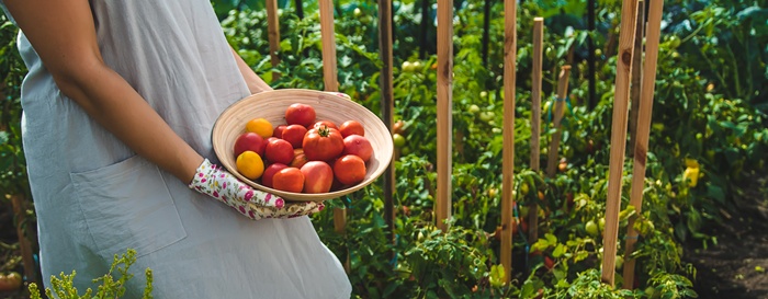 Ce să adaugi la baza roșiilor la finalul lunii iulie. Te va ajuta să ai o recoltă bogată de tomate