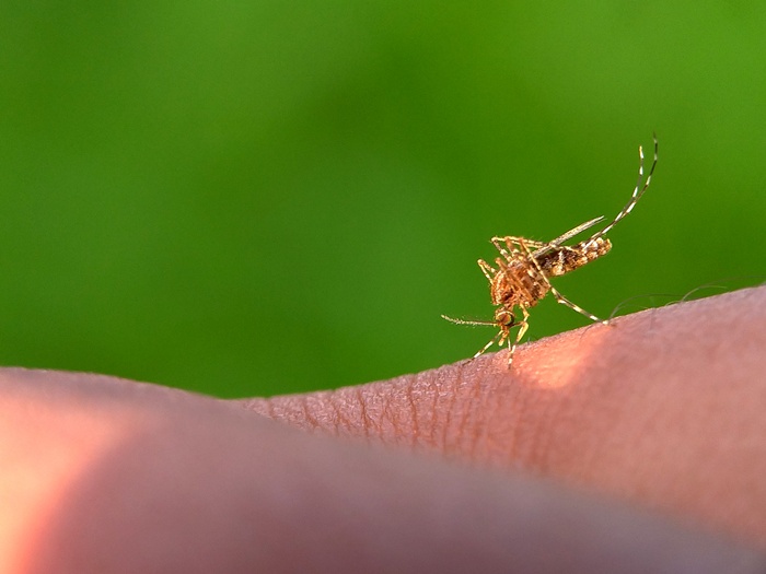 Ce trebuie să adaugi pe plasele de la geamuri ca să ții insectele la distanță. Trucul natural pe care e musai să-l pui în aplicare vara