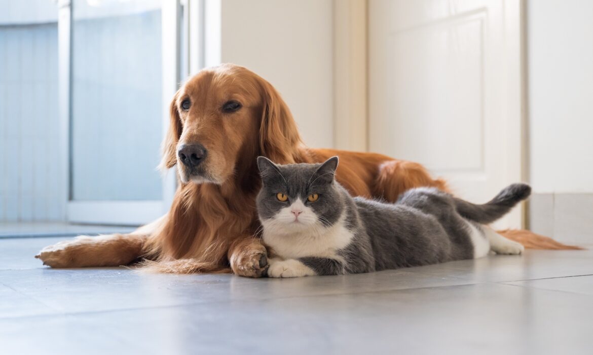Cum afectează fumul de țigară animalele. Medicul veterinar trage un semnal de alarmă pentru cei cu animale de companie