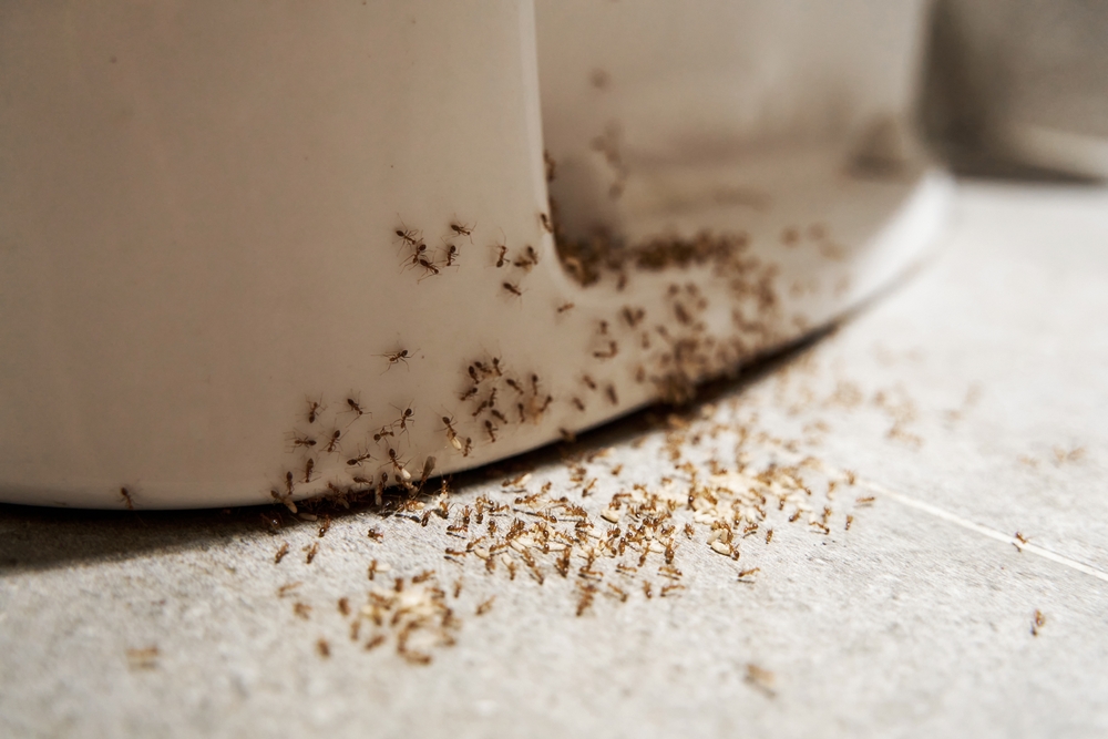 Ingredientul natural pe care să-l pui pe podele, lângă uși și ferestre ca să scapi definitiv de furnici. Are un miros puternic pentru ele și efect antibacterian