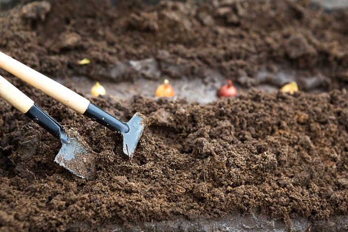 Secretul bunicilor pentru un pământ mai fertil după ce ai cultivat ceapă. 5 soluții naturale