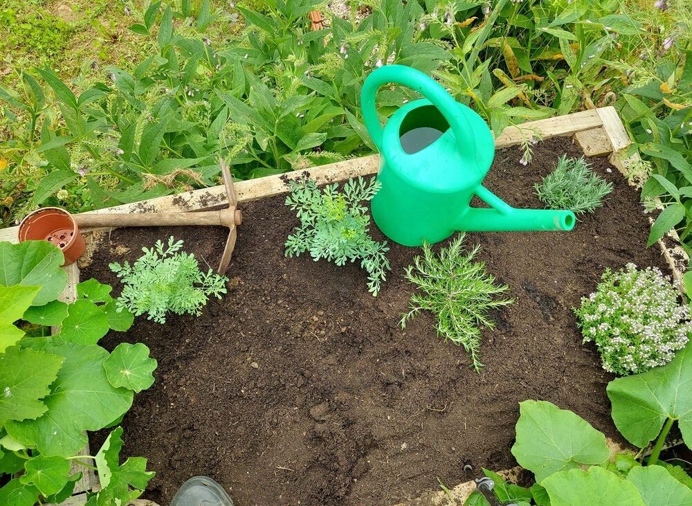 Cum îți protejezi grădina de dăunători cu o singură plantă. E un repelent natural extrem de eficient