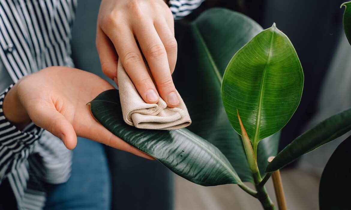 Ingredientul cu care să cureți de praf plantele din casă dacă vrei să reziste mai mult timp. Se folosește pentru dureri în gât și pielea aspră și crăpată