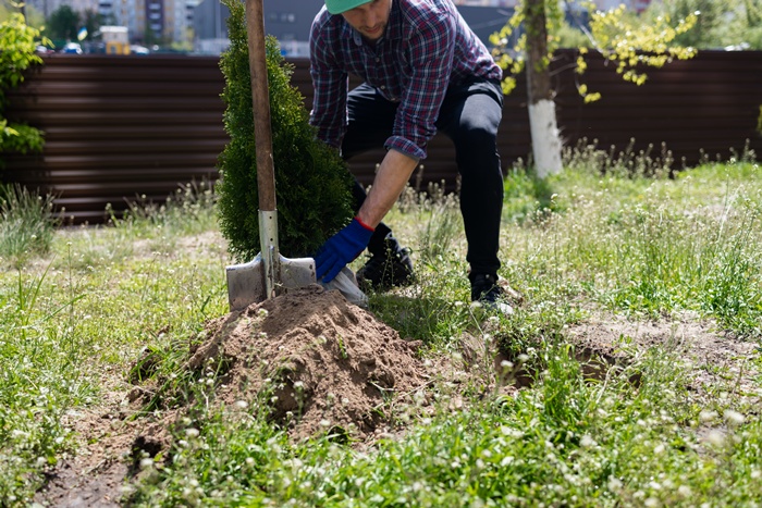 Arborii pe care NU ar trebui să-i plantezi în curtea casei. Aceste specii sunt periculoase pentru sănătate