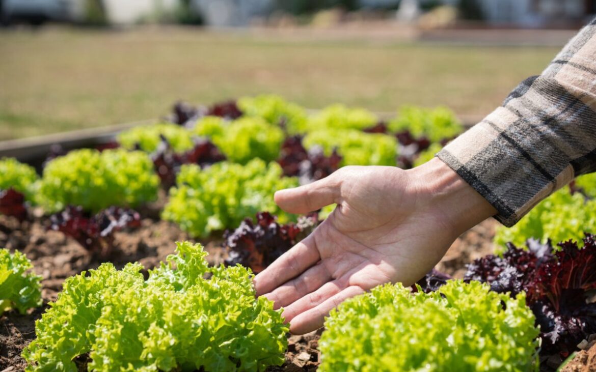 Legume pe care să le plantezi în luna august, pentru a te bucura de o recoltă bogată la toamnă