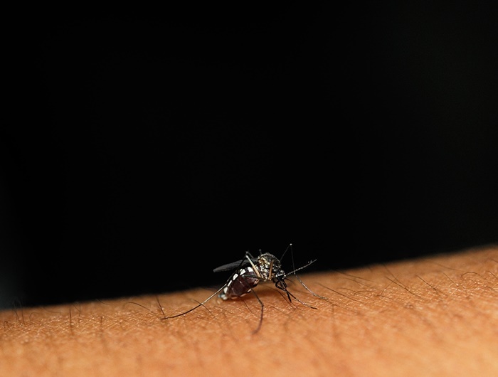 Cum poți alunga țânțarii fără a folosi insecticide. Soluții ușoare pe care le poate pune în practică oricine