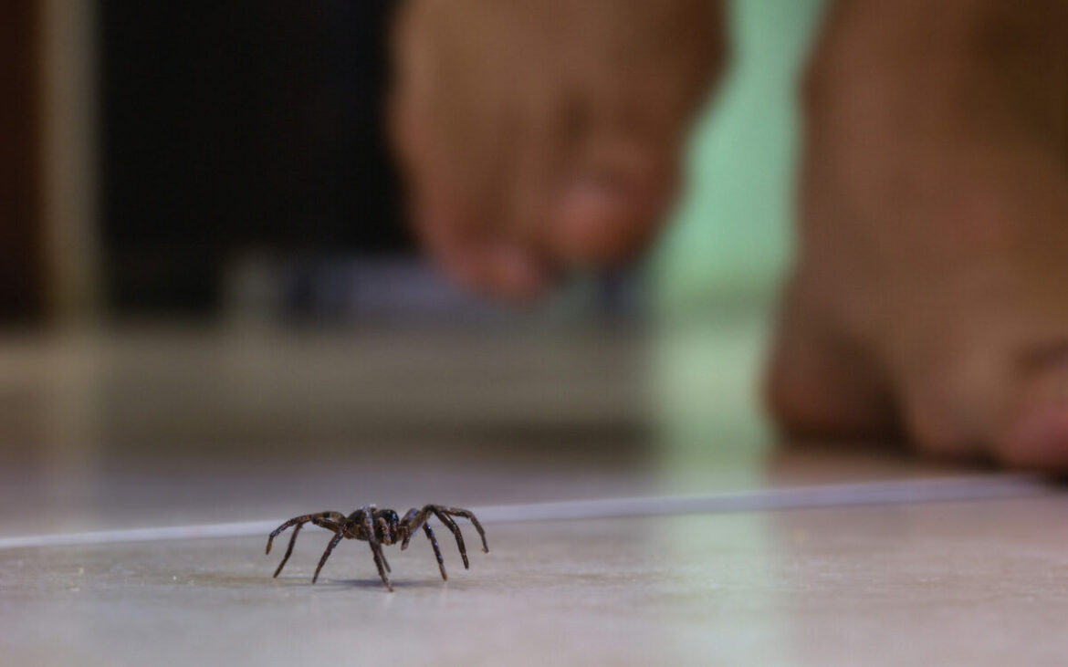 Cum ții departe de casa ta păianjenii? Trucul bulgăroaicelor pe care și toți românii trebuie să-l știe